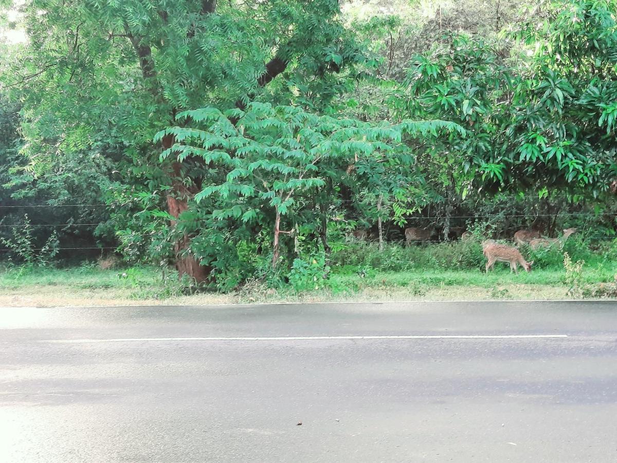 Hostel -In Frant Of The National Park- ウダワラウェ エクステリア 写真